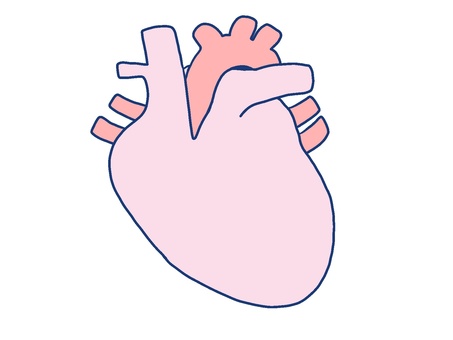 人間の心臓 人間の心臓 心臓,臓器,医療,人体,手描き,シンプル,内臓,循環器内科,カラー,背景透過のイラスト素材