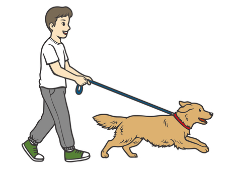 飼い犬の散歩をする男性 父親,男性,パパ,お父さん,犬,大型犬,ゴールデンレトリバー,レトリバー,人物,休日のイラスト素材