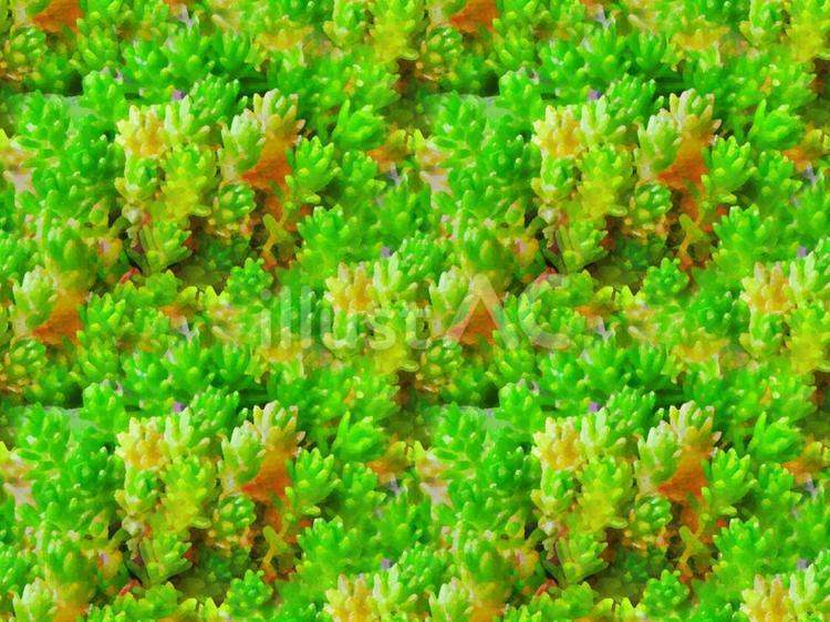 ペパクラ風　多肉　シームレス　カラフル 多肉植物,マンネングサ,常緑のイラスト素材