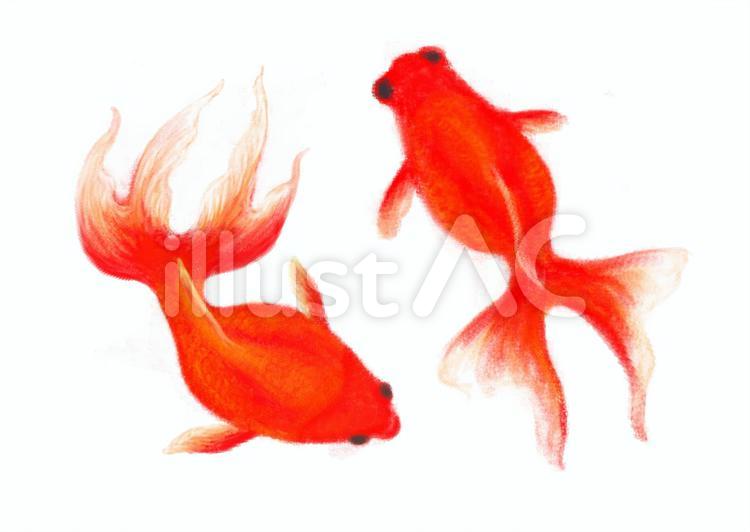 ２匹の金魚イラスト No 無料イラストなら イラストac