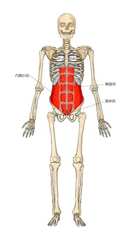 骨格と腹直筋・内腹斜筋 骨格と腹直筋・内腹斜筋 内腹斜筋,腹直筋,錐体筋,筋,筋肉,ガイコツ,解剖,骨,モデル,骨格のイラスト素材