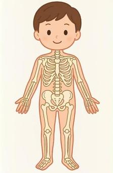 子ども（男の子）の骨格画像