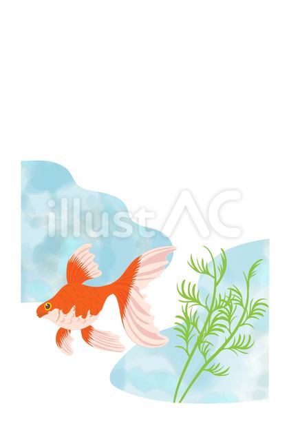 金魚の暑中見舞いはがき