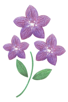 キキョウ キキョウ,桔梗,花,植物,秋,9月,10月,秋イラスト,秋素材,色鉛筆のイラスト素材