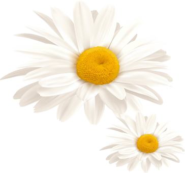 雛菊 雛菊,ヒナ菊,菊,デイジー,マーガレット,小さい,開花,3月,4月,5月のイラスト素材