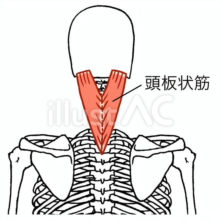 頭板状筋、名称あり 頭板状筋,筋肉,頸椎のイラスト素材