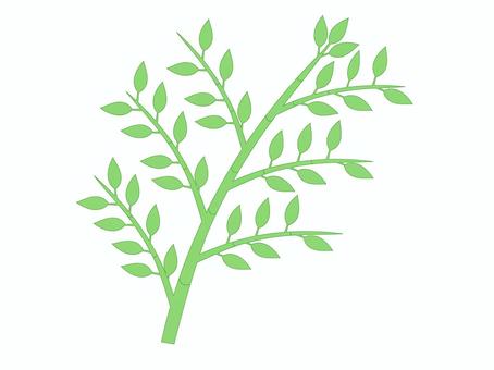 笹 笹,笹の葉,植物,葉っぱ,緑色,七夕,イラストのイラスト素材