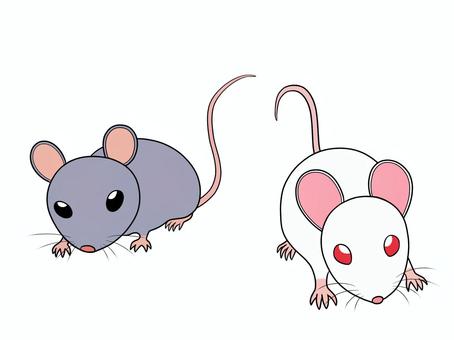 2匹のねずみ ねずみ,マウス,動物,小動物,げっ歯目,しっぽのイラスト素材