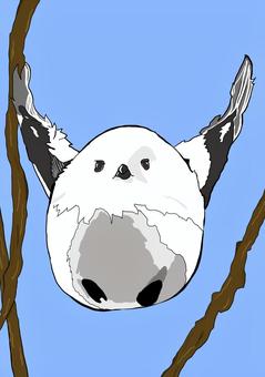 シマイナガ