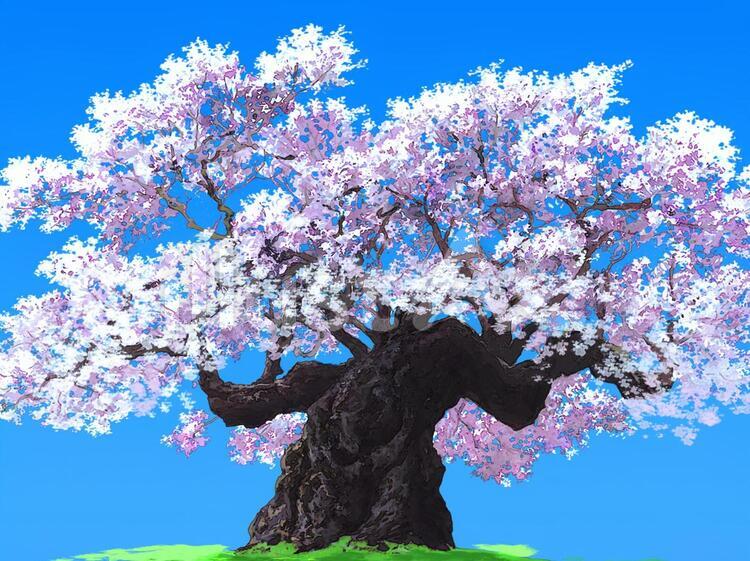 桜 桜のイラスト素材