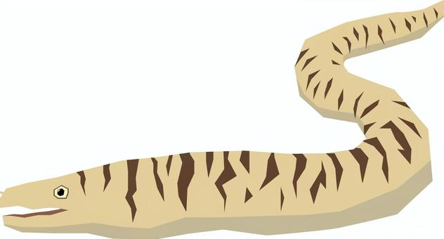 ウツボ　海水魚