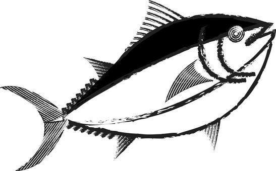 マグロ（筆書き風） マグロ,鮪,魚,魚介,魚類,生物,海洋生物,海鮮,和風,水産のイラスト素材