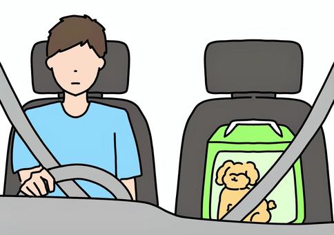 トイプードルを助手席に乗せた男性　カラー トイプードル,小型犬,ペット,男性,自家用車,ペットキャリー,飼い主,運転,助手席,カラーのイラスト素材
