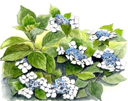 hydrangea flower, hydrangea flower, flower, hydrangea, rainy season,