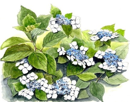 hydrangea flower, flower, hydrangea, rainy season, JPG and PNG