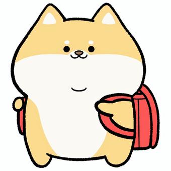 ゆるかわ柴犬とランドセル