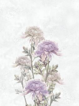 素材250 插畫素材 春分周菊花, , JPG 和 PNG