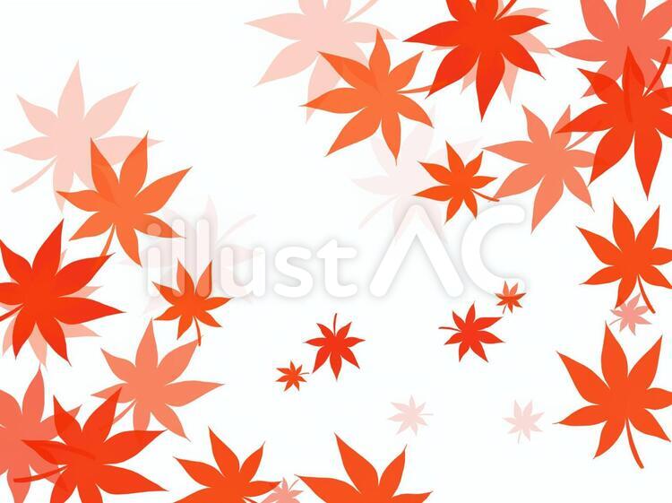 紅葉(白背景) 紅葉,秋,壁紙のイラスト素材