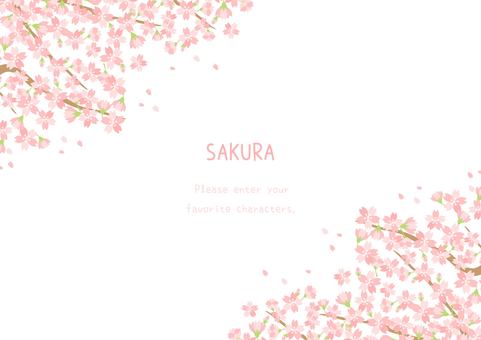 シンプルで綺麗な桜の花の背景イラスト 桜,春,植物,背景,花,自然,ナチュラル,ほのぼの,ほんわか,かわいいのイラスト素材