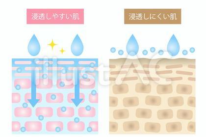 浸透力の高い肌と低い肌 断面図