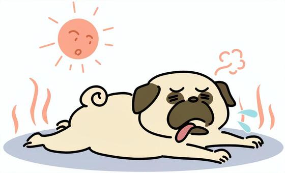 炎天下でバテているパグ犬 夏,猛暑,酷暑,暑い,熱中症,バテる,パグ,犬,ペット,屋外のイラスト素材