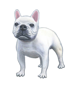 フレンチブルドッグ フレンチブルドッグ,犬,ブルドッグ,白,ホワイト,動物,ペット,洋犬,フランス,パグのイラスト素材