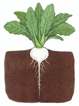 畑に植わっているカブ カブ,蕪,野菜,根菜類,葉っぱ,畑,栽培,かぶ,地中,根のイラスト素材