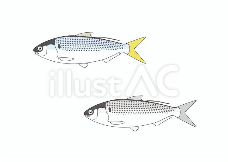 コハダイラスト - No: 22020861／無料イラストなら「イラストAC」