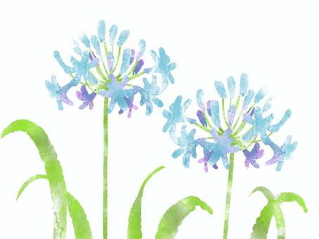 Illustration, set, agapanthus, flower, 