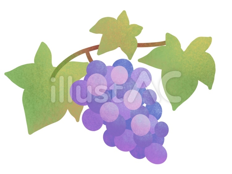 ぶどう秋の果物 ぶどう,秋,果物のイラスト素材
