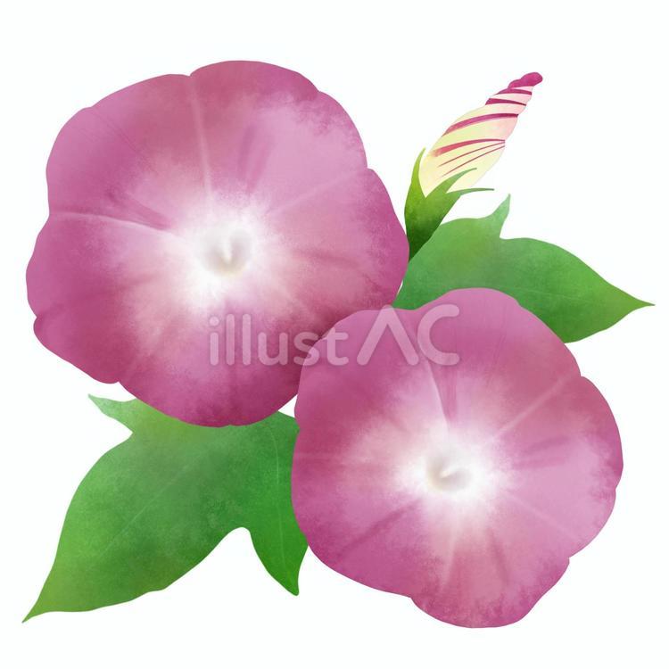 アサガオA 赤紫,朝顔,アサガオのイラスト素材