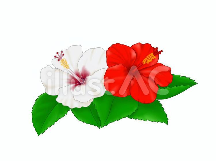 ハイビスカス ２色 白 赤イラスト No 無料イラストなら イラストac