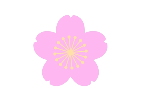 Pon! Cherry Blossom, flower, cherry blossoms, pink, JPG and PNG