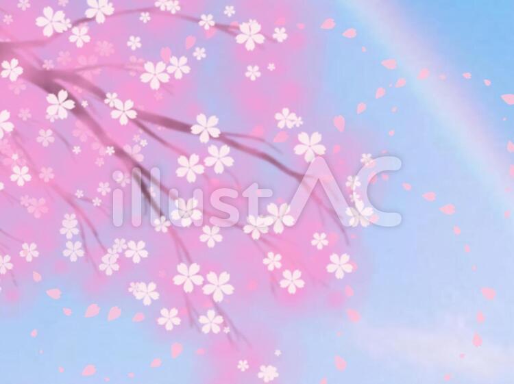 満開の桜と虹 桜,虹,空のイラスト素材