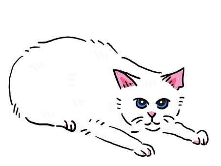 White cat in a stance, White cat in a stance, cat, selkirk rex, white,
