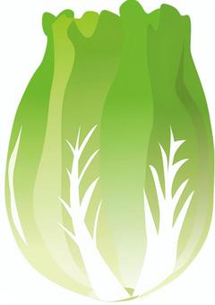 野菜_白菜 野菜イラスト,白菜,食材,農家,農業,畑,作物のイラスト素材