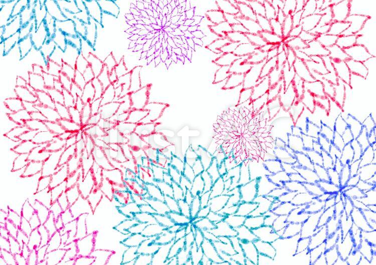 菊　模様　線画　イラスト 菊,花,背景のイラスト素材
