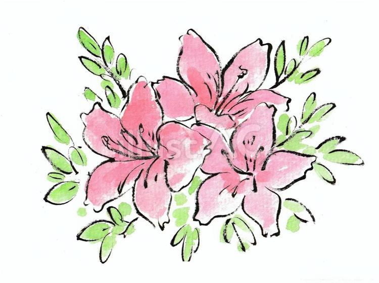 画仙紙に描いたピンクのさつき さつき,花,植物のイラスト素材
