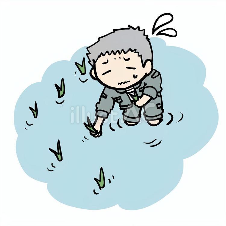 田植えする大変なおじいさん おじいさん,田植え,田んぼのイラスト素材