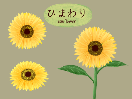 ひまわりのイラスト ひまわりのイラスト ひまわり,花,夏のイラスト素材