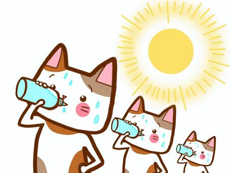 水分補給猫さん 水分補給猫さん 水,飲む,熱中症のイラスト素材