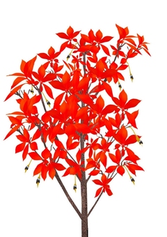 ドウダンツツジ ドウダンツツジ,植物,花,落葉広葉樹,観賞用,庭木,垣根,公園,生垣,鮮紅色のイラスト素材