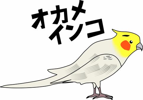 オカメインコ　 オカメインコ,鳥,ペット,かわいい,飼育,カタカナ,線画のイラスト素材