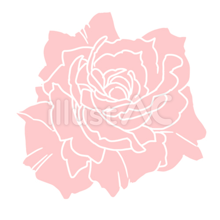 薔薇（主線白）ピンク 薔薇,バラ,花のイラスト素材