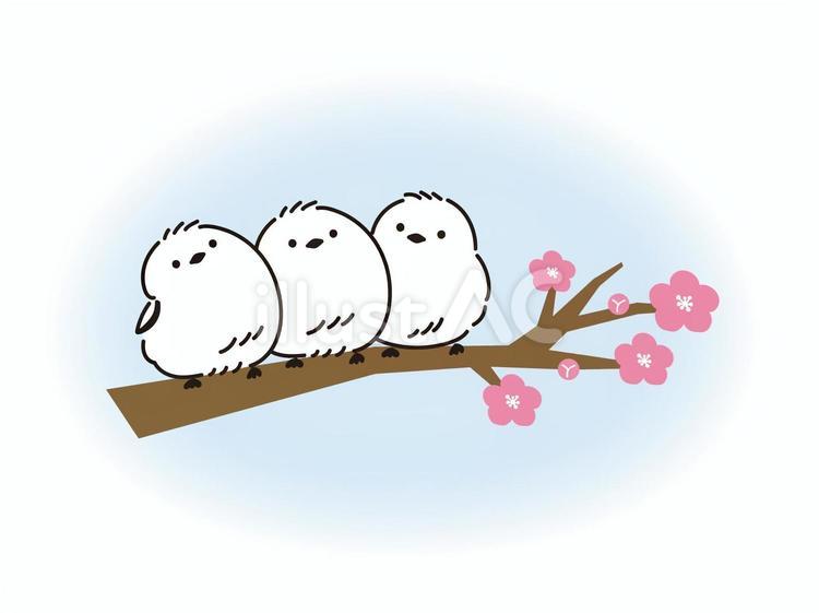 梅の木とシマエナガのイラスト シマエナガ,手描き,冬のイラスト素材