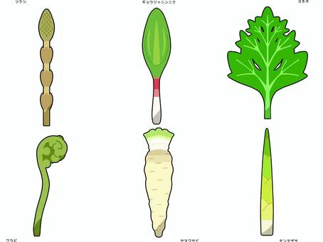 山菜２ 春,植物,食べ物,山菜,ツクシ,ギョウジャニンニク,ヨモギ,ワラビ,ヤマワサビ,チシマザサのイラスト素材