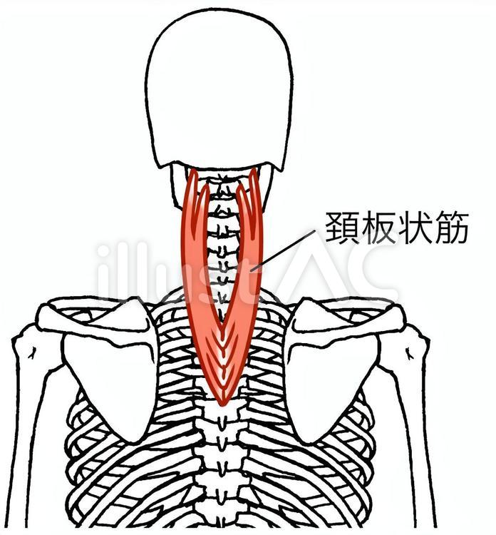 頚板状筋、名称あり 頚板状筋,頸,筋肉のイラスト素材