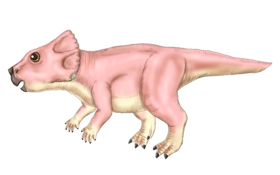 アクイロプスの子供 アクイロプス,角竜,草食恐竜,恐竜,ジュラシック,ダイナソー,古生物,絶滅動物,中生代,白亜紀のイラスト素材