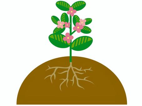 花が咲いている植物と地中の根っこ 花が咲いている植物と地中の根っこ 植物,花,根,地中,自然,土,葉,茎のイラスト素材