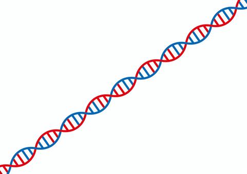 遺伝子c ゲノム,遺伝子,dna,染色体,二重螺旋,生物学,塩基配列,バイオ,科学,医学のイラスト素材